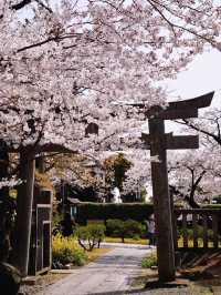 Kyoto Hidden Cherry Blossom Route 🌸🌿