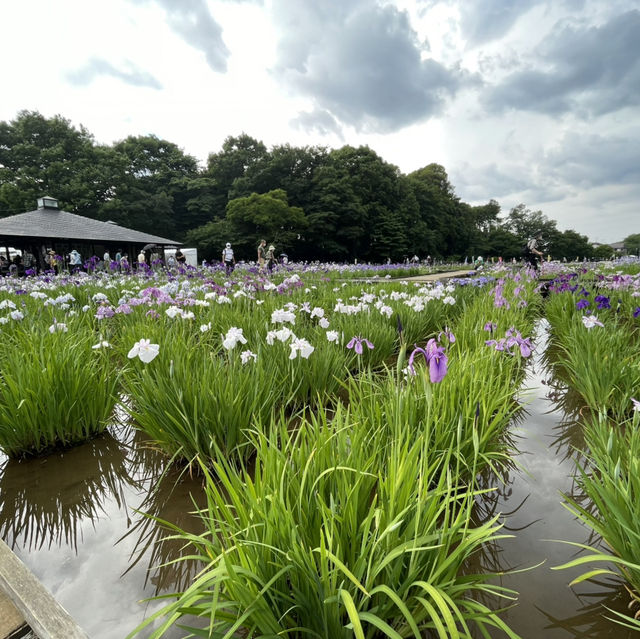 【東京×東村山】600種8千株の花菖蒲が咲き乱れる東村山の一大イベント