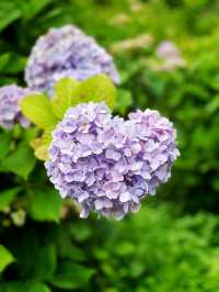 【千葉】1万株以上の紫陽花 メディアにもとりあげられる大人気紫陽花スポット！