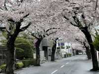 114 Hokkaido Cherry Blossom Trip