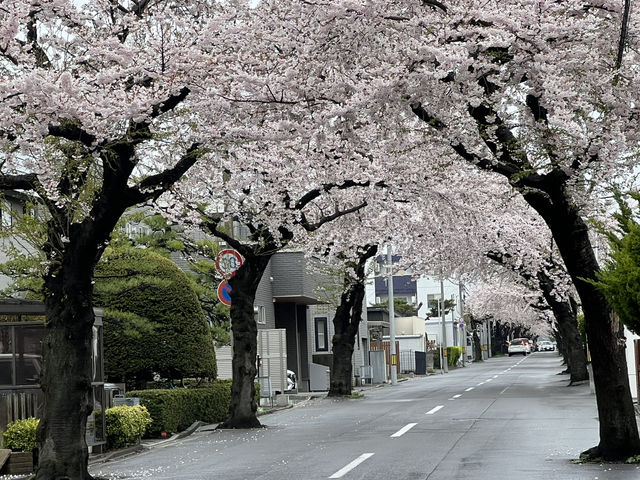114北海道櫻花之旅