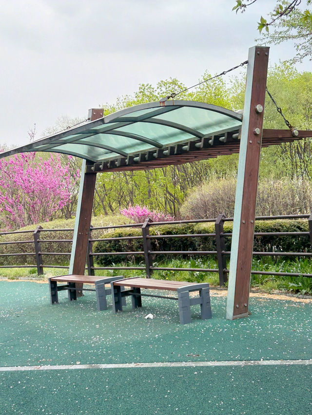 도심 속 자연 쉼터, 오송호수공원에서의 여유로운 산책 🌿🚶‍♀️