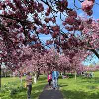 Springtime Magic on The Stray, Harrogate