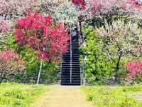 【長野県・花桃の里】まさに桃源郷