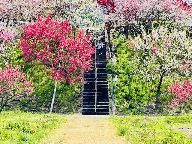 【長野県・花桃の里】まさに桃源郷