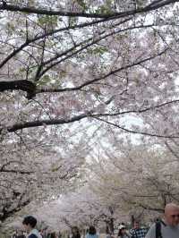 จุดชมซากุระปราสาทโอซาก้า(Osaka Castle) 
