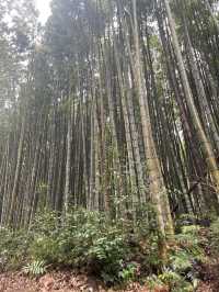 【佐賀景點推薦】 武雄神社⛩️｜穿越千年時光的巨木秘境