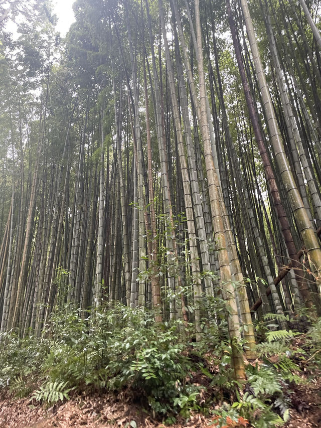 【佐賀景點推薦】 武雄神社⛩️｜穿越千年時光的巨木秘境