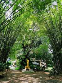 อุโมงค์ป่าไผ่ ธรรมชาติที่เงียบสงบและร่มรื่น