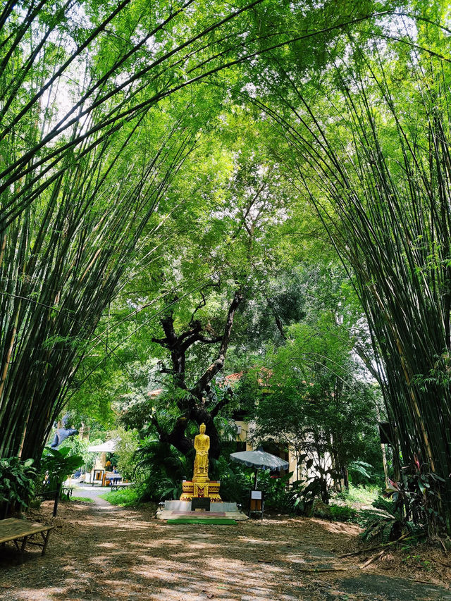 อุโมงค์ป่าไผ่ ธรรมชาติที่เงียบสงบและร่มรื่น