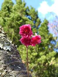 Jiufen in Spring — A Real-Life Spirited Away Experience