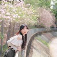   **🌸【香港賞花】兆康西鐵站「港版河津櫻」盛放！宮粉羊蹄甲粉紅花海打卡攻略🌸**  