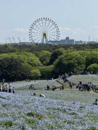 Nemophila Magic: Japan’s Blue Wonderland