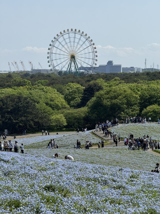 Nemophila Magic: Japan’s Blue Wonderland