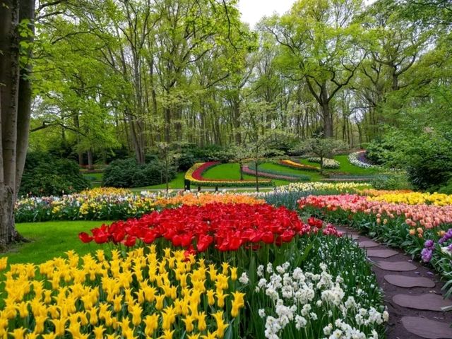 Bollenstreek: Where the Netherlands Blooms in Technicolor