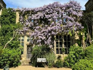 Beautiful Wisteria at Nymans: A Purple Dream in the Heart of Sussex