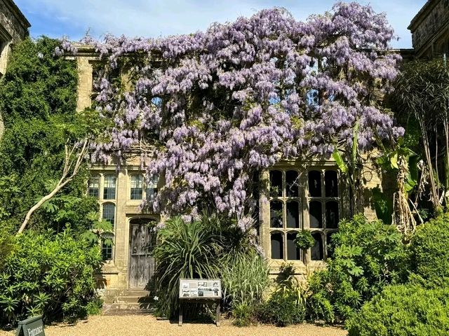 Beautiful Wisteria at Nymans: A Purple Dream in the Heart of Sussex