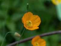 Bodnant Garden – A Glorious Day Among Blossoms and Sunlight