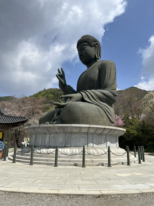 겹벚꽃보러 각원사로 오세요