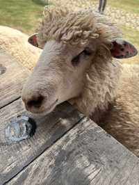 ฟาร์มในฝันที่มีมากกว่าความสวย…🌾🐑