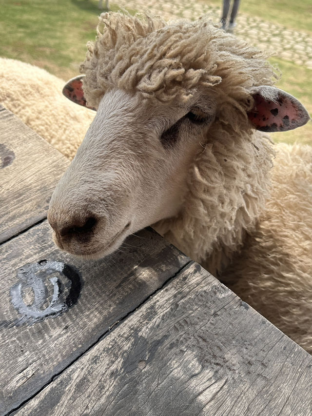 ฟาร์มในฝันที่มีมากกว่าความสวย…🌾🐑