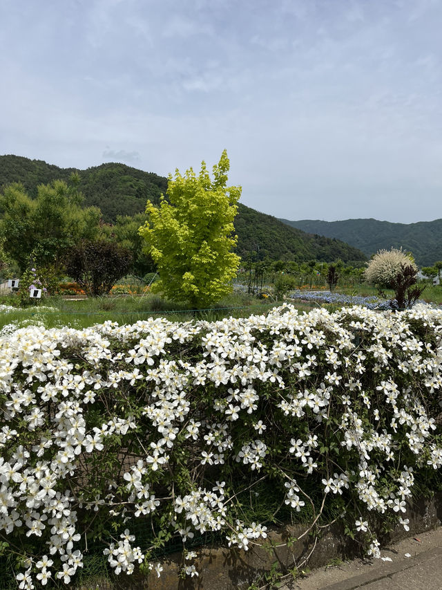 가와구치호를 꽃과 함께 조망하고 싶다면 여기!💐