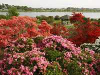 Tsutsujigaoka Park – Tokyo’s Springtime Bloom Spot