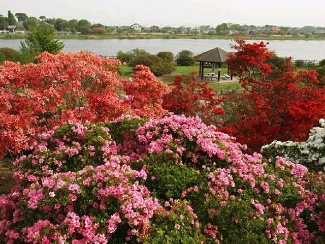 Tsutsujigaoka Park – Tokyo’s Springtime Bloom Spot