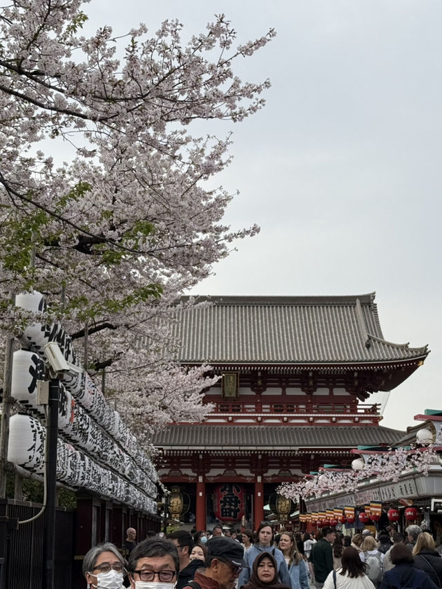 【🇯🇵】春の浅草散歩🎶