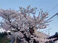 The amazing Oyama Park
