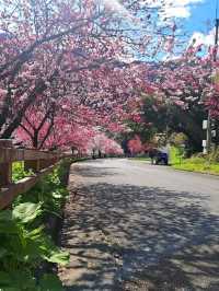 Sakura Serenity at Hikujibashi
