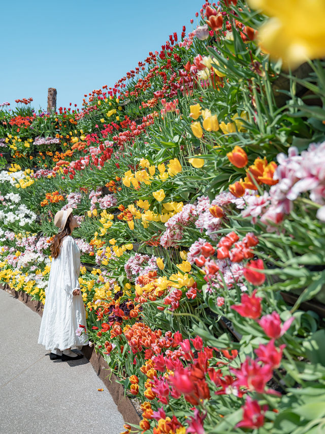 【 期間限定開催！】300万本ものチューリップに囲まれる夢の世界🌷🌈