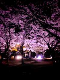 Swan Boats & Sakura Dreams at Tokiwa Park