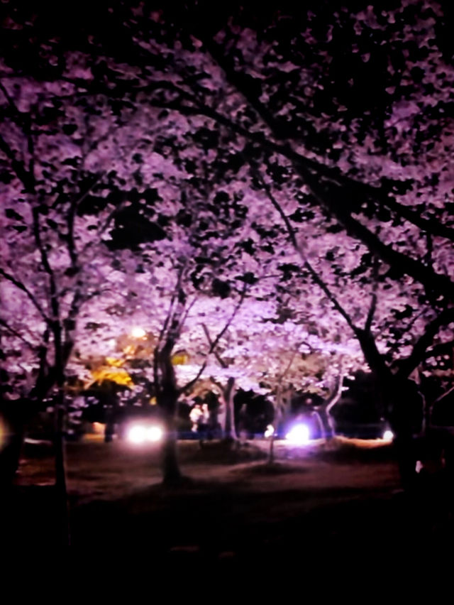 Swan Boats & Sakura Dreams at Tokiwa Park