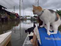 😻🐾พายเรือกับแมว พักผ่อนริมคลอง ใช้ชีวิตช้าๆ