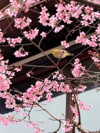 【東京/調布】プチトリップにおすすめ‼︎深大寺