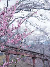 大阪飛去日本東北賞櫻: 一目千木櫻 