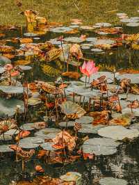 Serene Reflections and Old-World Charm at Taiping Lake