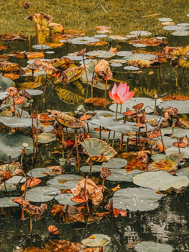 Serene Reflections and Old-World Charm at Taiping Lake