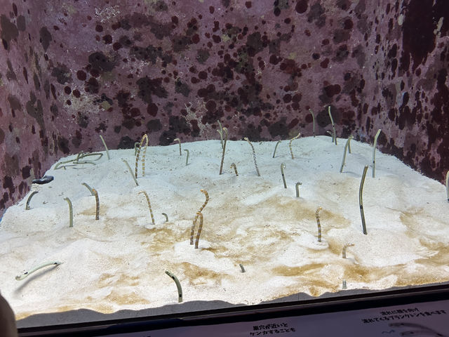 【美ら海水族館｜海の神秘に包まれる沖縄の人気スポット】 世界に誇る！ジンベエザメとマンタが泳ぐ大水槽に感動