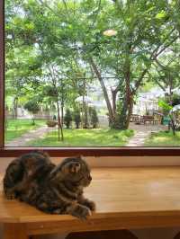 Niji Cafe 