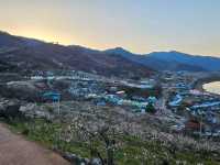 Blossoms, Bites & Chill Vibes at Gwangyang Maehwa Village
