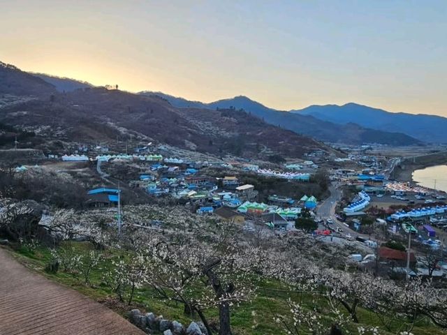 Blossoms, Bites & Chill Vibes at Gwangyang Maehwa Village