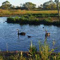 🇦🇺 Melbourne Southeast | Secret Wetland Paradise — A Bird Lover’s Heaven! 🦆🦜