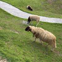 ลานสกา ฟาร์มแกะ – นครศรีธรรมราช 🐑🌳