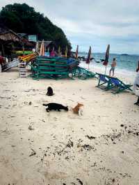 タイにある猫島🐈🇹🇭野良猫ちゃんと一緒に過ごせるリゾート・カイ島🐬🏝🌺