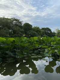 深圳洪湖公園，一年一度的荷花展，千萬不要錯過啊🪷