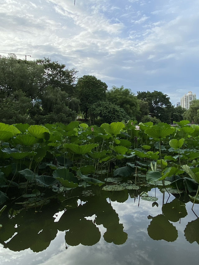 深圳洪湖公園，一年一度的荷花展，千萬不要錯過啊🪷