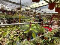 🍓Not Just Strawberries — Big Strawberry Farm, Cameron Highlands