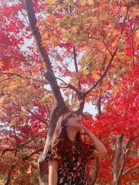 A Whimsical Day at Nami Island & Petite France 🌿✨